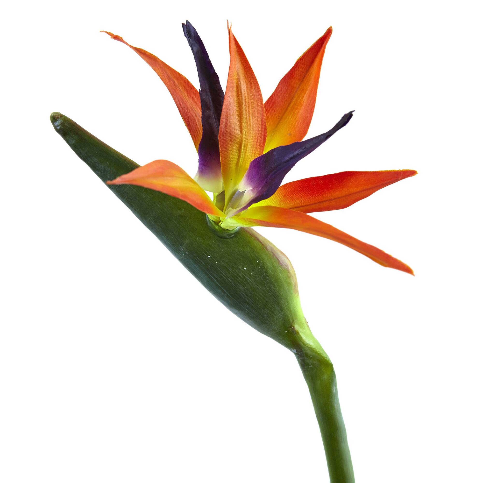 Orange Bird of Paradise Stems, 4ct.